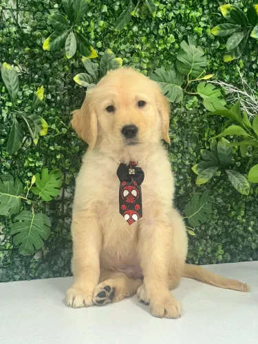 Golden Retriever fofão