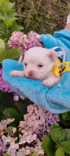 Chihuahua Pelo Longo, Macho branco e chocolate em 10x no cartão