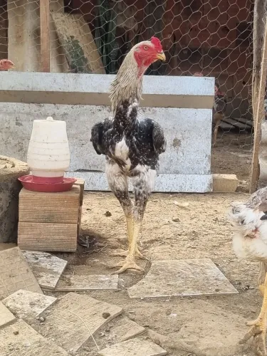Frango índio gigante top 8 meses 