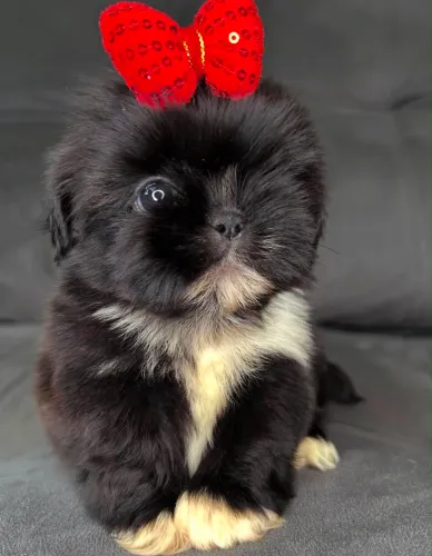 Shihtzu micro fêmea e macho Vacinados