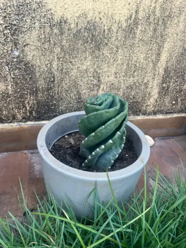 Cactus espiral