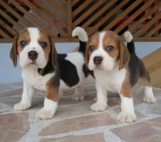 Beagle Macho e Fêmea 