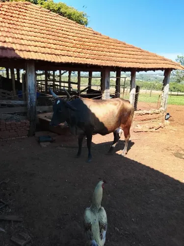 Vaca meio sangue gruzera 
