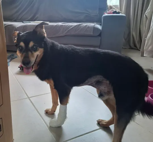 Doação de cachorro