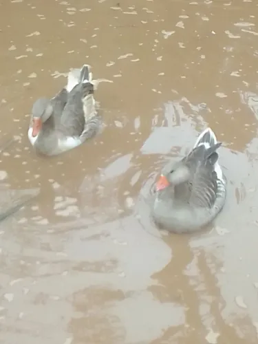 Casal de gansos