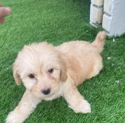 Poodle com maltês machinho champagne