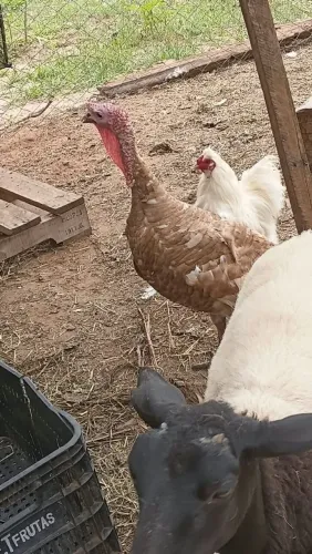 Vendo peru novo macho 
