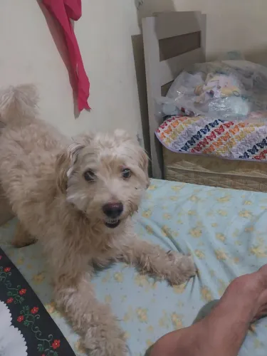 Doação : cachorro