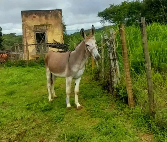 Cobertura de jumento pêga. Marchador!
