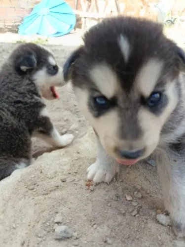 Vende-se filhotes de Husky siberiano