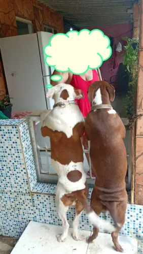 venda de filhotes Pit Bull