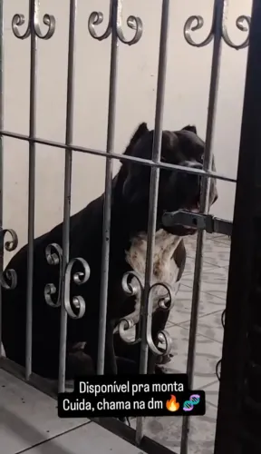Pitmonster pronto pra cruzar, 12 meses