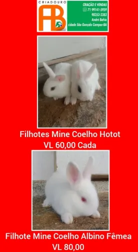 Filhotes de Mine Coelho Disponíveis