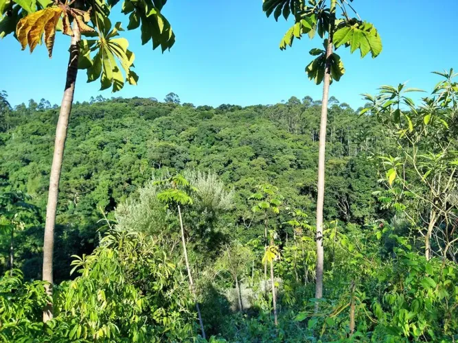 Sítio com privacidade extrema, muita natureza em Pomerode/SC