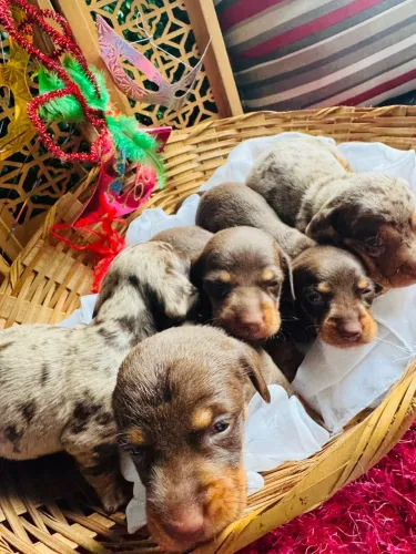 Filhotes de Dachshund (Teckel) 