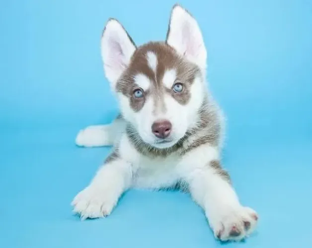 Filhote huski siberiano