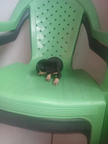 Cachorro Pincher 