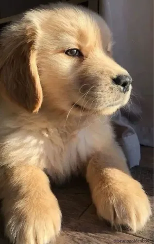 Golden retriever ¿ Filhotes machos e fêmeas !! Procura garantia ? Nós temos 