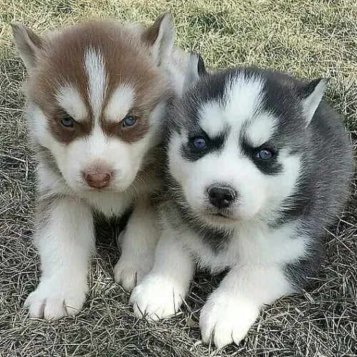 HUSKY SIBERIANO