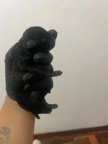 Bebês pug disponível 