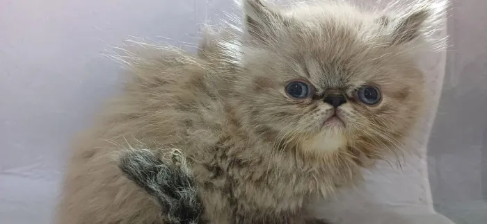 Lindo filhote de gato persa macho olhos azuis pura.Parcelo.Entrego Curitiba e região
