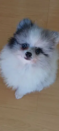 Luluzinho anão
