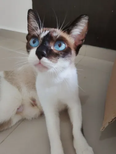 GATA PARA ADOÇÃO