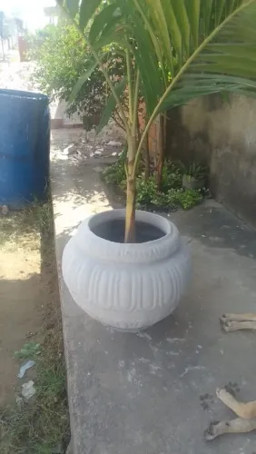 Palmeira com jarro grande