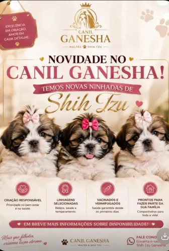 Filhotes Shih Tzu machinho e fêmea