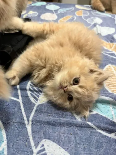 Gato persa macho 
