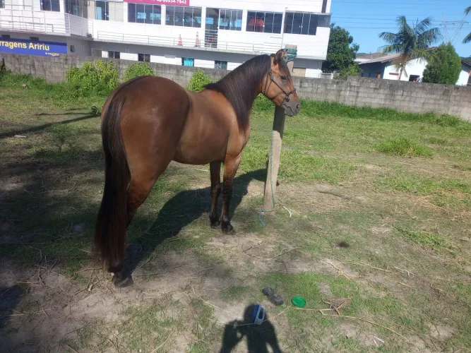 Vendo cavalo quarto de milha