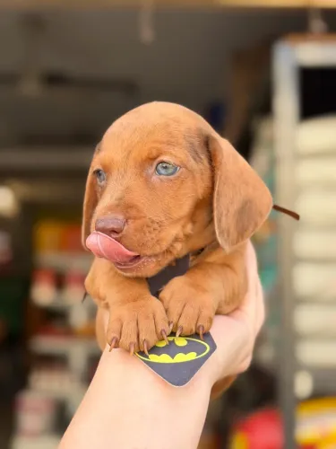 Dachshund macho chocomerle
