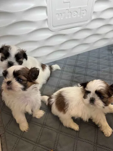 Shih Tzu A melhor companhia pode começar com um simples latido