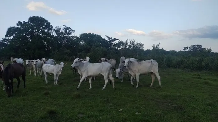 R$ 2.8 milhões 275 hectares fazenda sentido Salinas