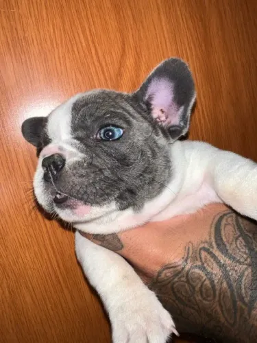 Filhote de Bulldog Francês - Olhos azuis