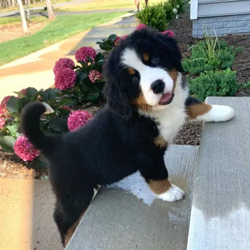 Bernese fêmea filhote - leva a sua hoje 