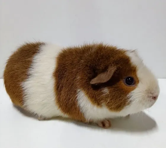 Porquinho da Índia Teddy 