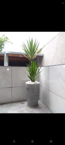 Planta Yucca no vaso marmorizado