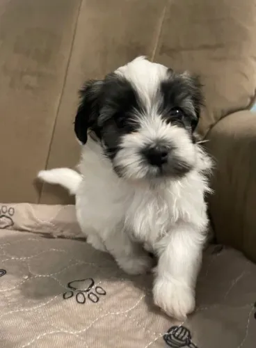 Filhote Lhasa Apso Mini -Ideal para apartamento e lares tranquilos