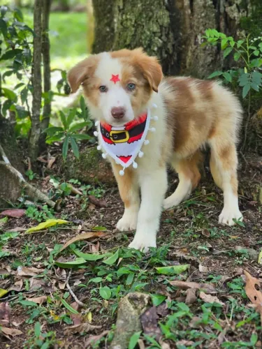 Border Collie | Entrega em Maringá dia 18/12