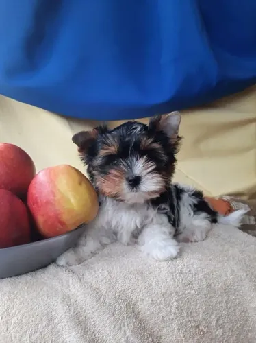 Biewer Terrier Mini Macho Esperto e Brincalhão