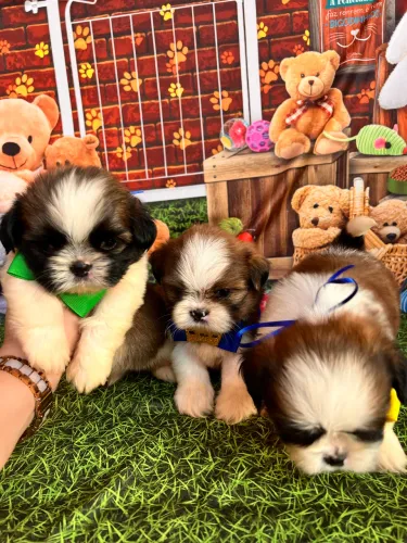 Shih tzu tricolor Macho e fêmea 
