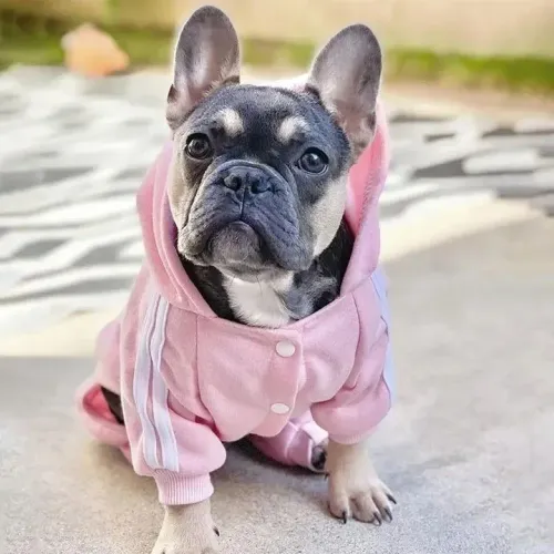Filhotes de Bulldog Francês, fêmea e machinho!!!