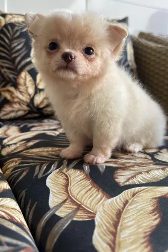 Chihuahua macho creme peludinho com uma perfeita cabeça e focinho curto 