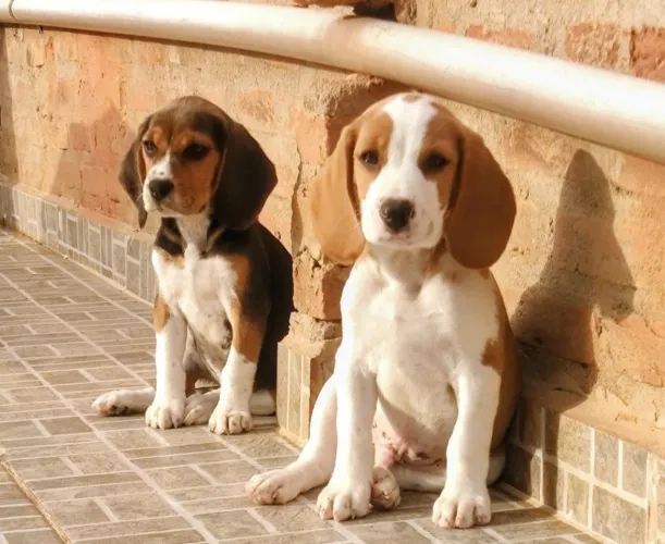Raridade - beagles bicolor e tricolor pais com pedigree 