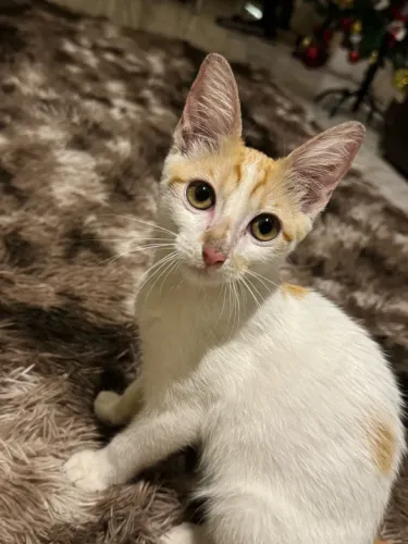 ? DOA-SE GATINHO! ?