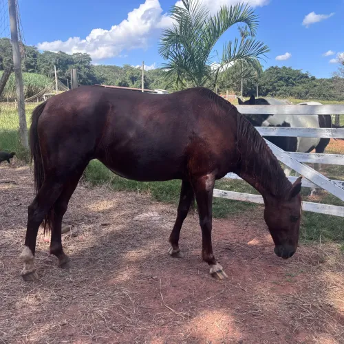Cavalos a Venda  égua e potra 