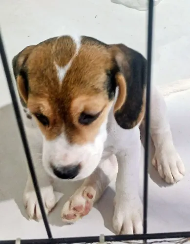 Filhotes de Beagle