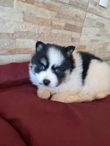 Animais de estimação