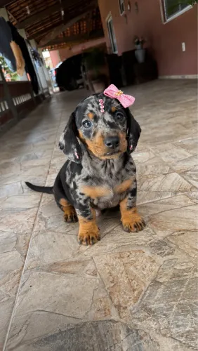 Dachshund minissss com kit grátis em até 18x no cartão